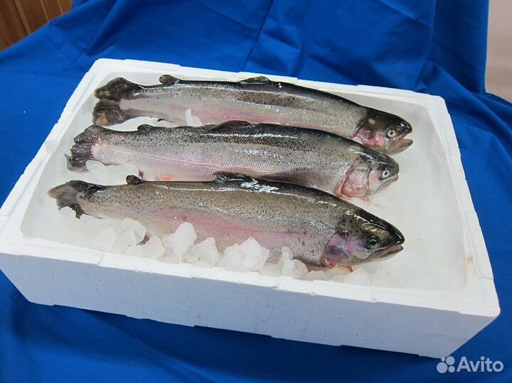 Форель и икра из Карелии свежайшая