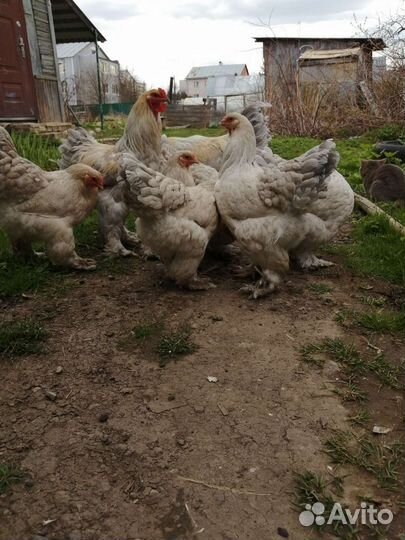 Яйцо икубационное Брама Изабель