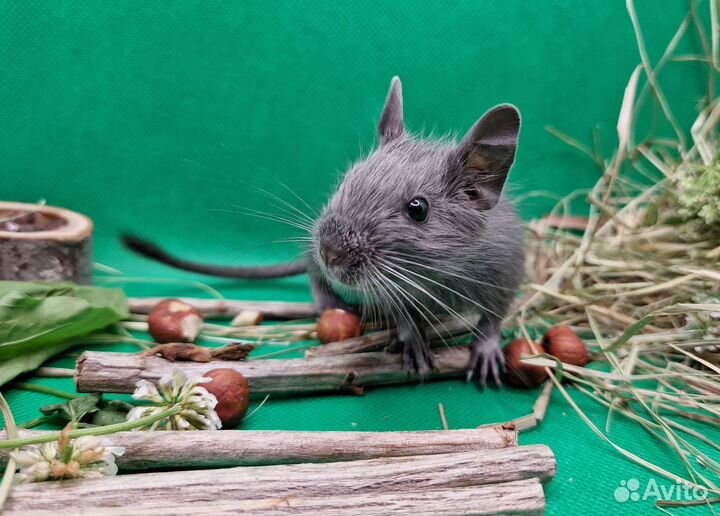 Чилийская белка Дегу разных окрасов