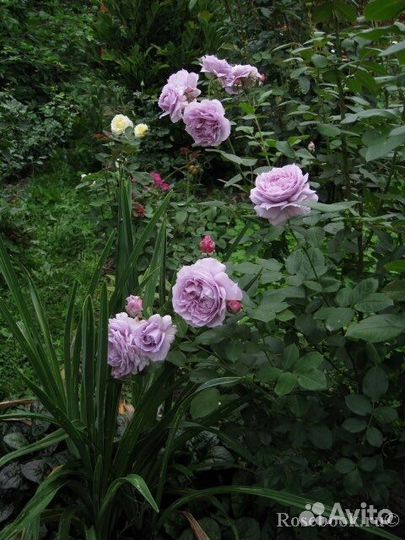 Роза Новалис