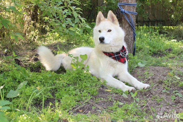 Метис Хаски