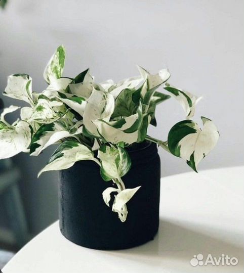 Растения вариегатные