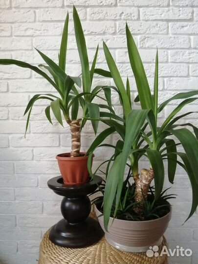 Пальма юкка