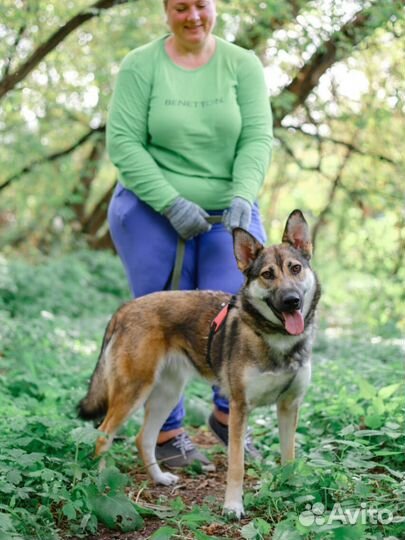 Замечательная Умка из приюта ищет дом
