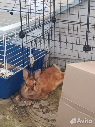 Декоративные кролики