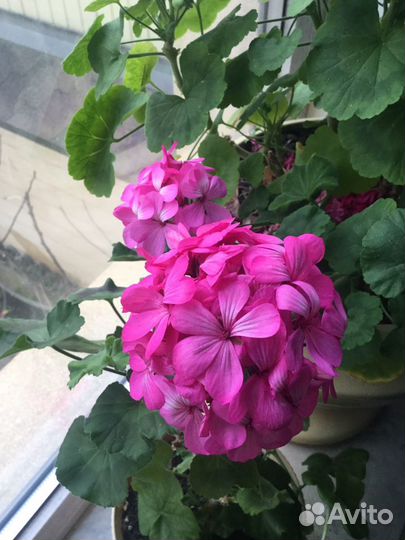 Пеларгония герань