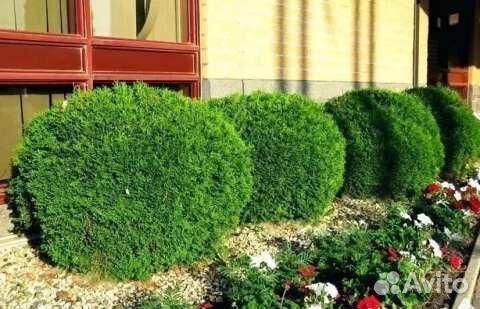 Туя Литл Гиант