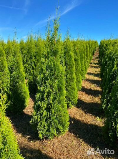 Туя Смарагд 120 см из питомника