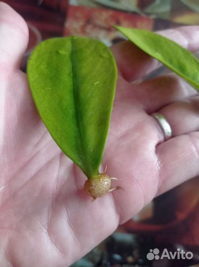 Замиокулькас