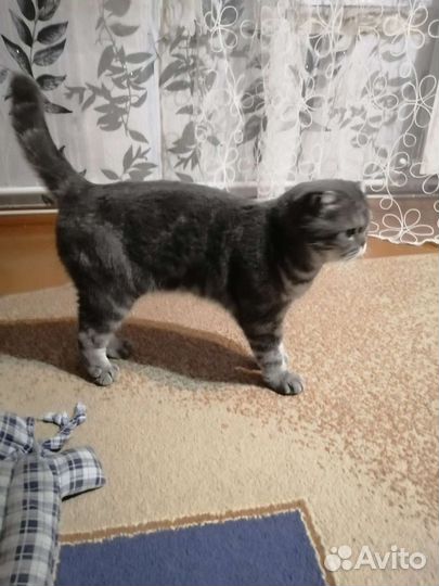 Шотландская вислоухая