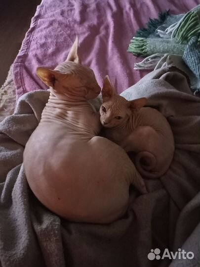 Девочка сфинкс