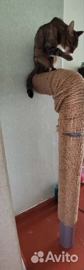 Европейская кошка