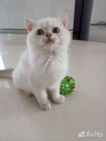 Шотландская короткошерстная