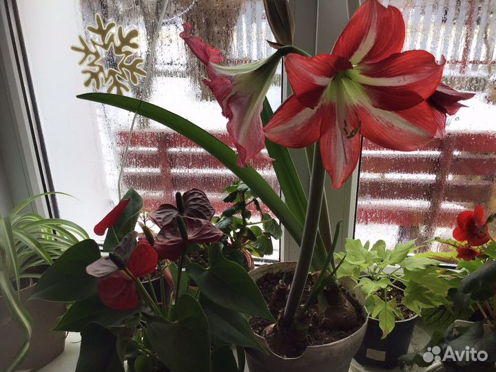 Комнатные цветы