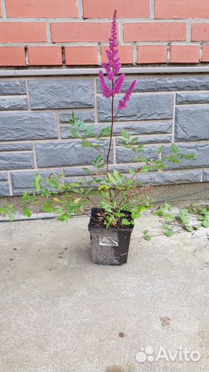 Делёнки многолетников зкс