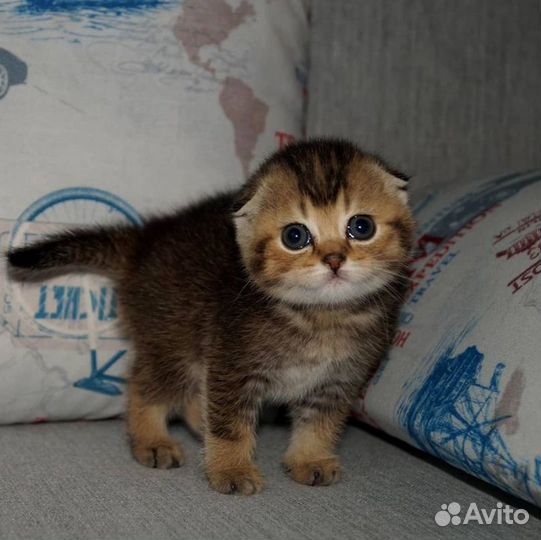 Вислоушка и прямоушка окрас черное золото