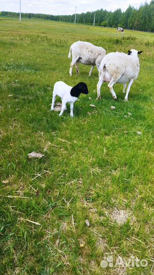 Овцы дорпер
