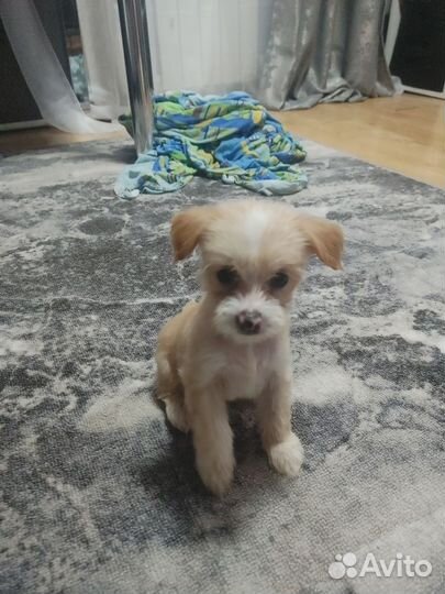 Щенки китайской хохлатой пуховой