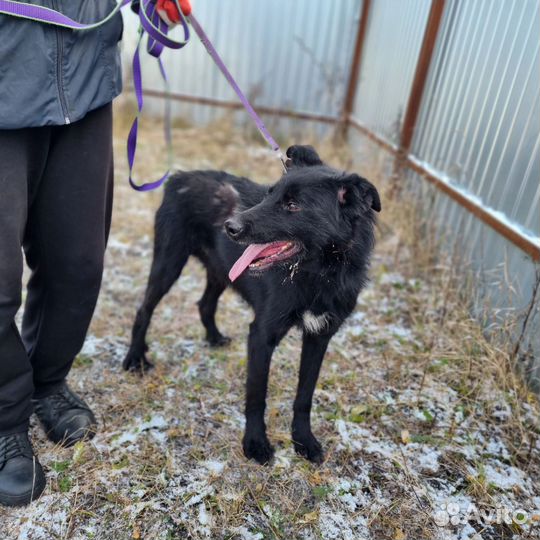 Пес в добрые руки