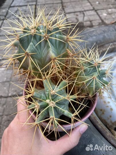 Кактусы