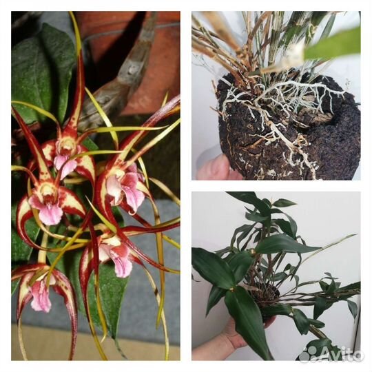 Орхидеи разные