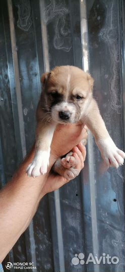 Щенки алабая