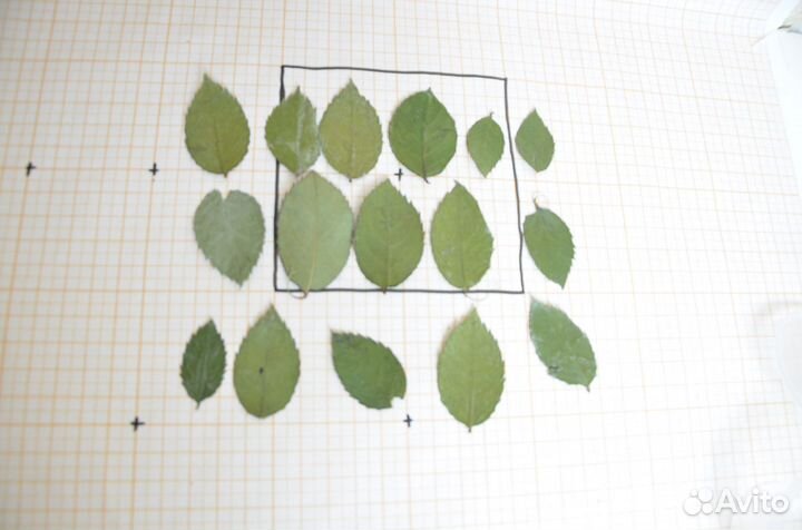 Сухоцветы для творчества, плоские