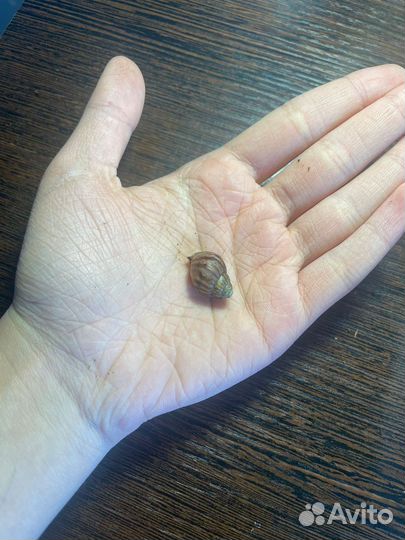 Улитки ахатины