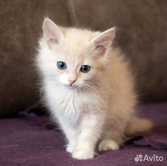 Котенок девочка 2 месяца