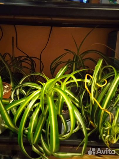 Хлорофитум