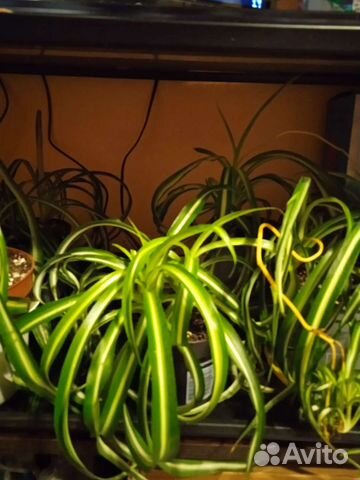 Хлорофитум