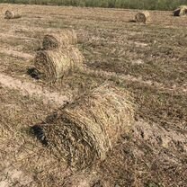 Салома овсяная в мини рулонах