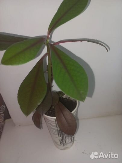 Цветы разные