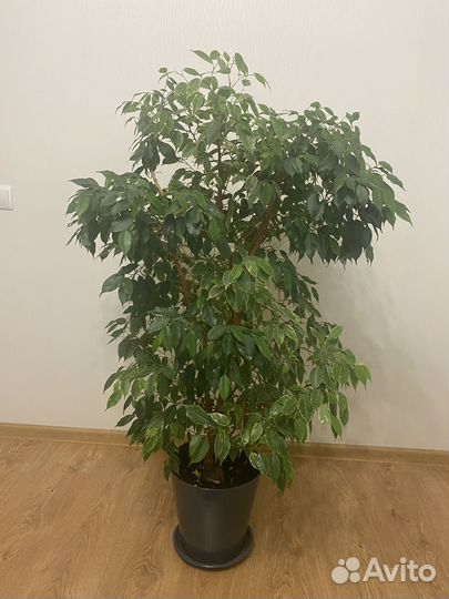 Фикус бенджамина