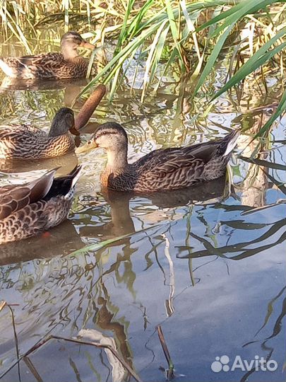 Подсадные утки