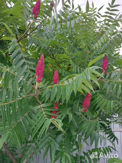 Початки-сумах оленерогий-для декора/специй/пива