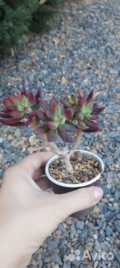Суккуленты редкие