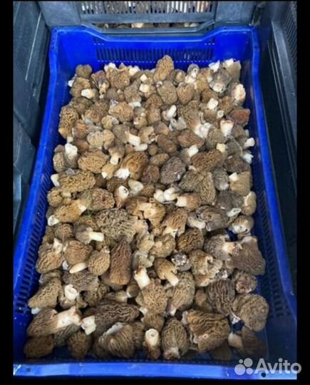 Сморчки (сморчковая шапочка)