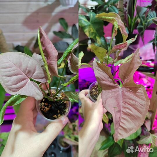 Сингониумы сортовые