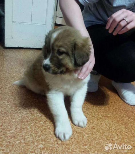 Щеночки в добрые руки. Девочки и мальчики