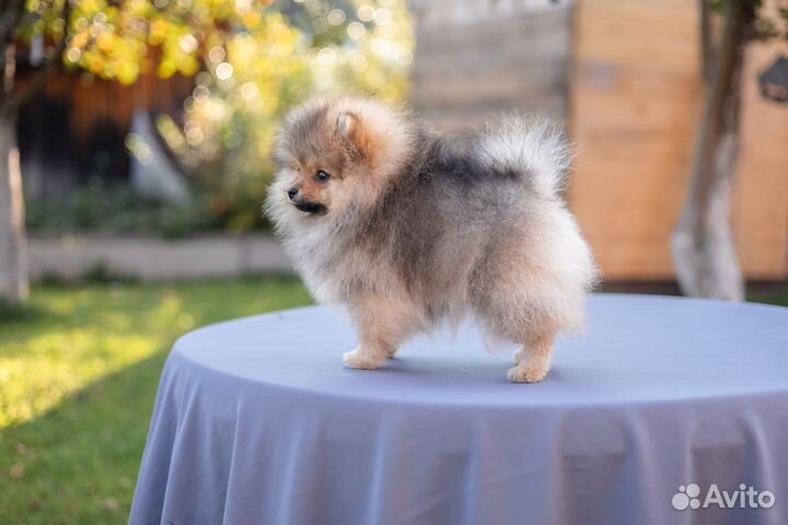 Немецкий шпиц