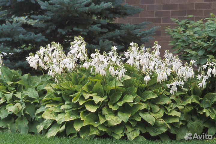 Многолетники для сада и дачи
