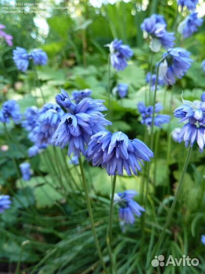 Л Е В И З И Я