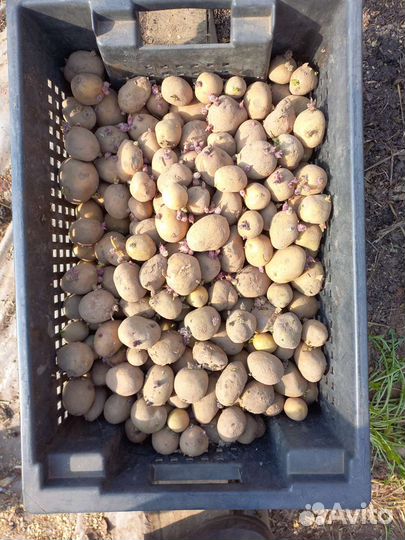 Семенной картофель