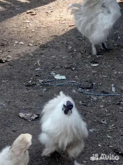 Петушки китайские шёлковые