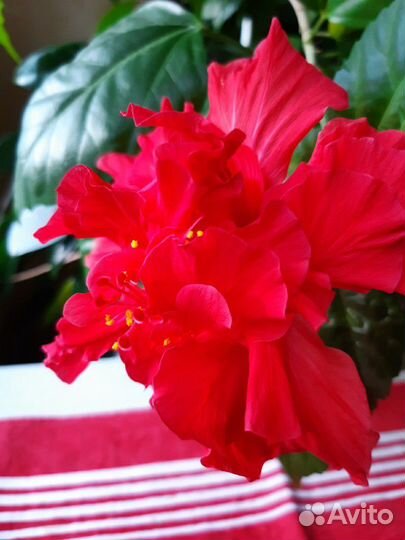 Растения комнатные взрослые продаю