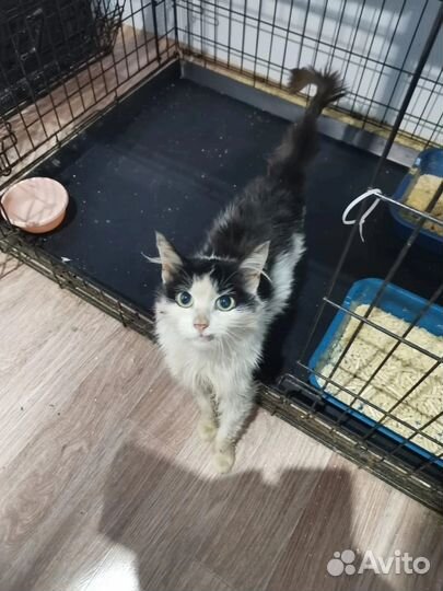 Кошка в дар бесплатно