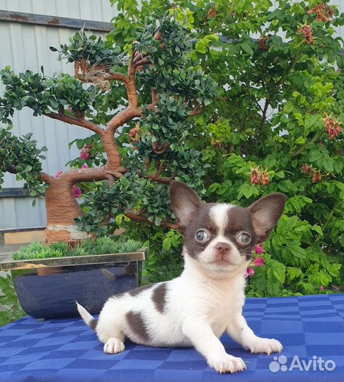 Супер мини Мальчики курносые Чихуахуа