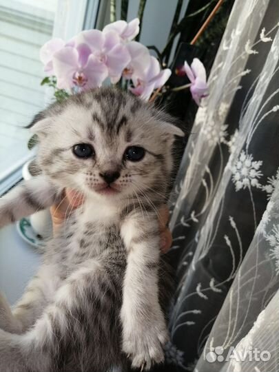 Кошки шотландцы