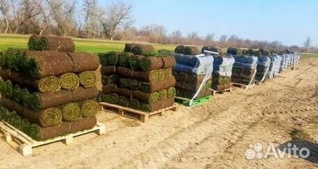 Продажа Рулонного газона